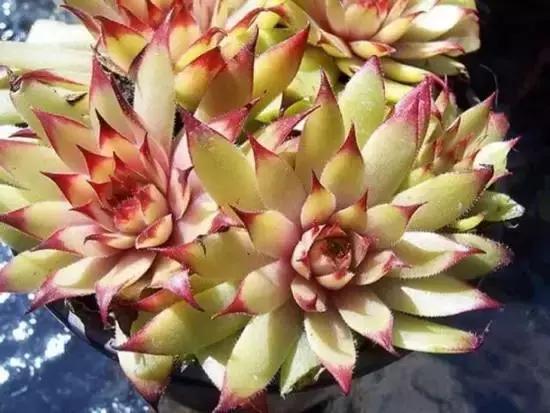 270种多肉,你见过几种?