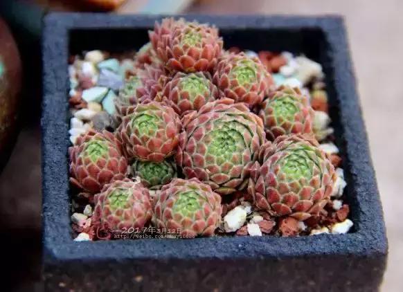 270种多肉,你见过几种?