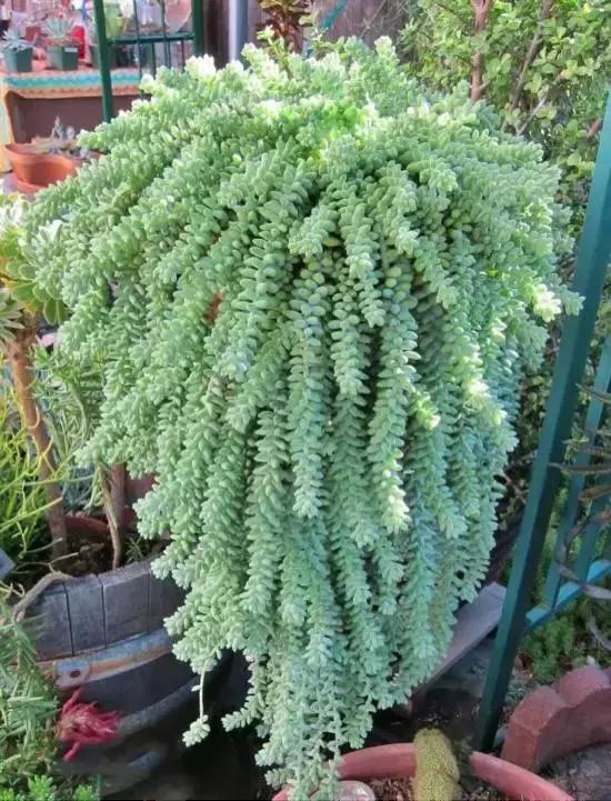 270种多肉,你见过几种?