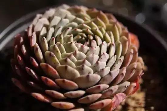 270种多肉,你见过几种?