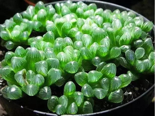 270种多肉,你见过几种?