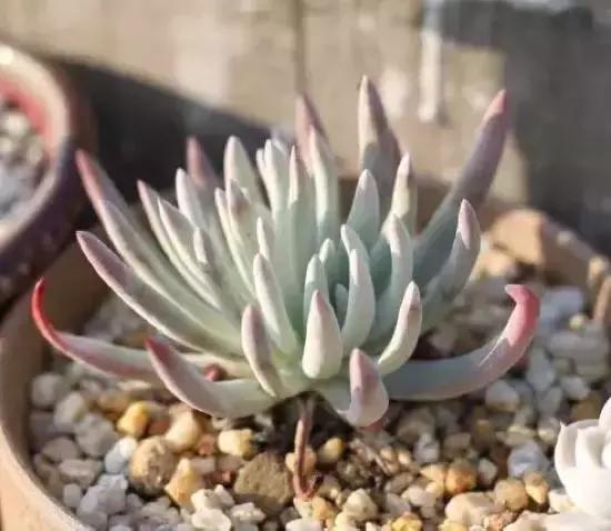 270种多肉,你见过几种?