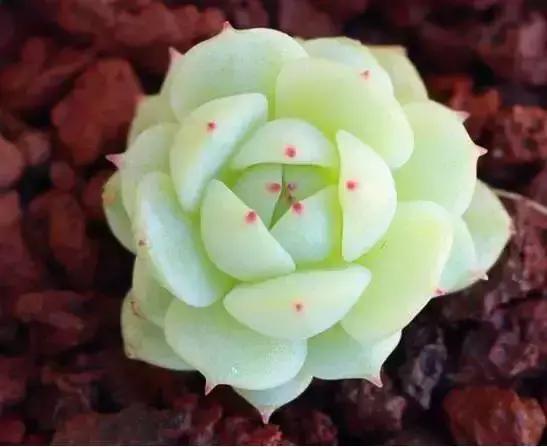 270种多肉,你见过几种?