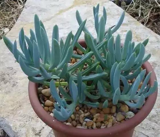 270种多肉,你见过几种?