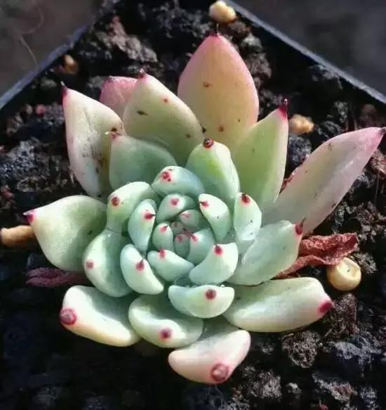 270种多肉,你见过几种?