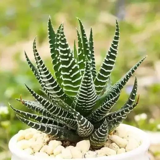 270种多肉,你见过几种?