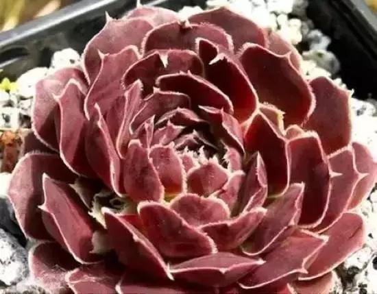 270种多肉,你见过几种?