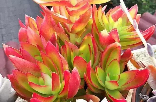 270种多肉,你见过几种?