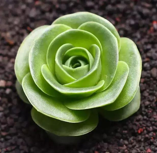 270种多肉,你见过几种?