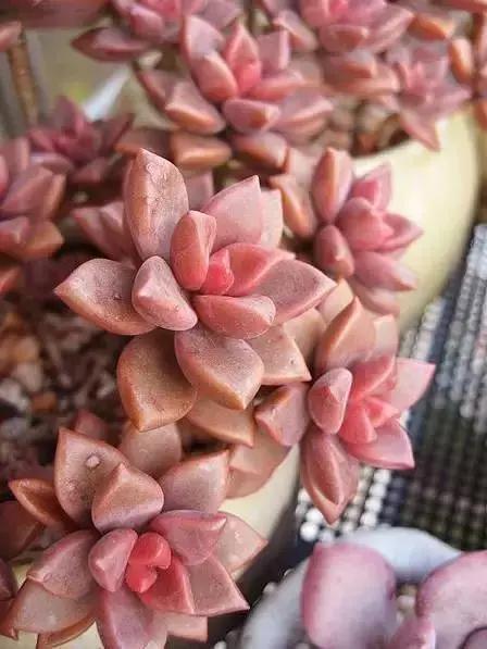 270种多肉,你见过几种?