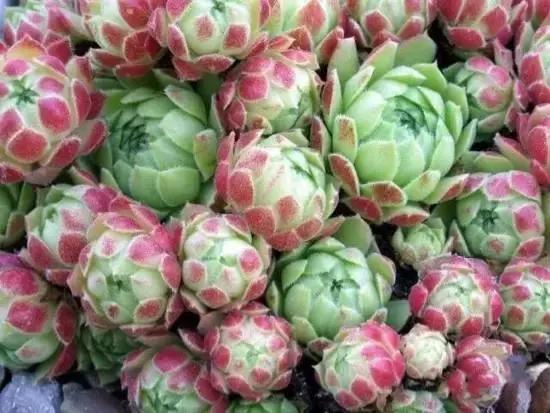 270种多肉品种，你见过哪些-小改变网