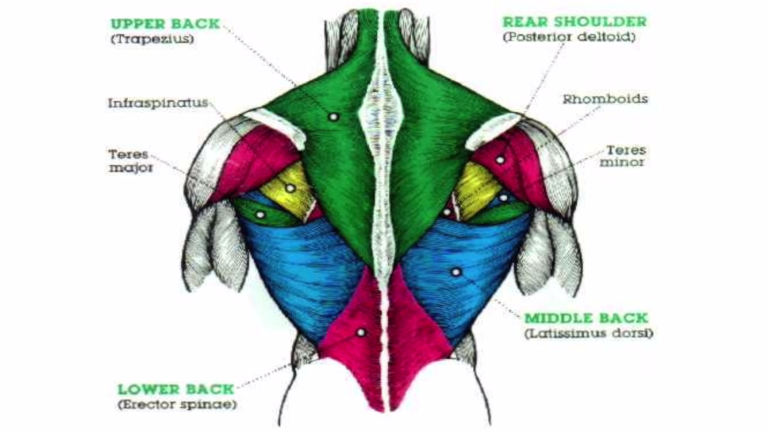 一套高效全面的背部训练，练出圣诞树背