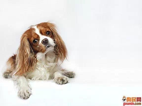 常见狗狗的名称大全，这下再也不用求人问名字啦！