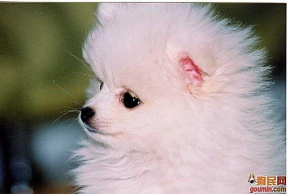 常见狗狗的名称大全，这下再也不用求人问名字啦！