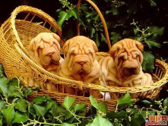 常见狗狗的名称大全，这下再也不用求人问名字啦！