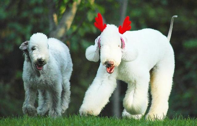 常见狗狗的名称大全，这下再也不用求人问名字啦！