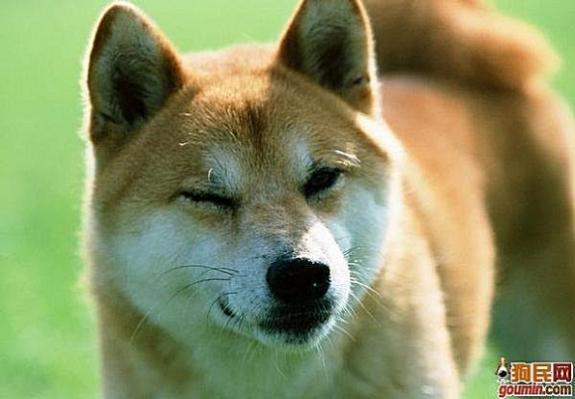 常见狗狗的名称大全，这下再也不用求人问名字啦！