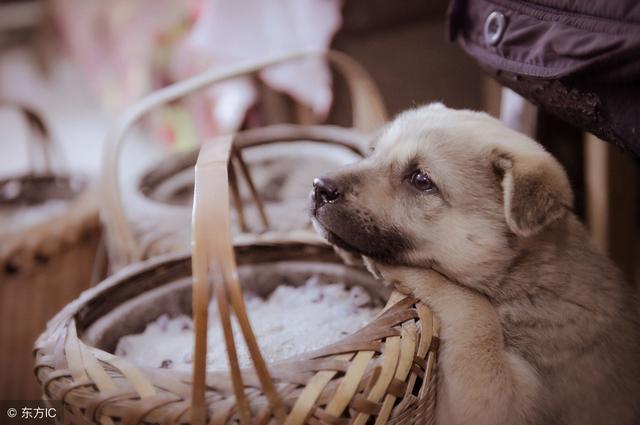 常见狗狗的名称大全，这下再也不用求人问名字啦！