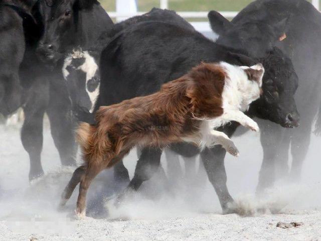 常见狗狗的名称大全，这下再也不用求人问名字啦！