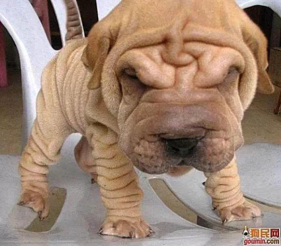 常见狗狗的名称大全，这下再也不用求人问名字啦！