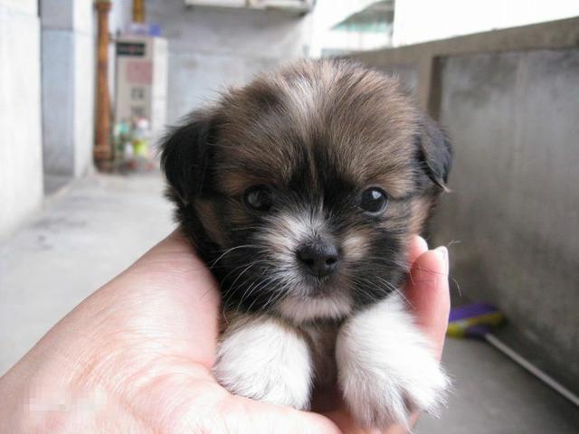 常见狗狗的名称大全，这下再也不用求人问名字啦！