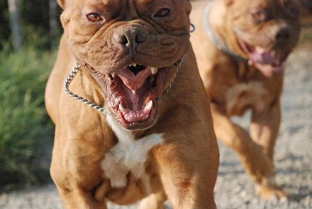 常见狗狗的名称大全，这下再也不用求人问名字啦！