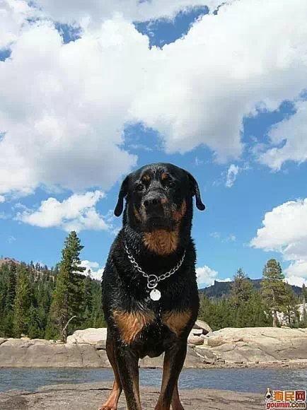 常见狗狗的名称大全，这下再也不用求人问名字啦！