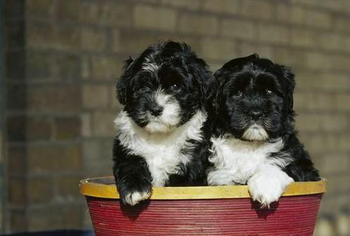 常见狗狗的名称大全，这下再也不用求人问名字啦！