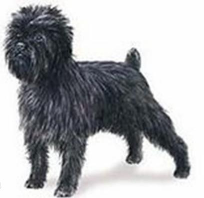 常见狗狗的名称大全，这下再也不用求人问名字啦！