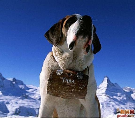 常见狗狗的名称大全，这下再也不用求人问名字啦！