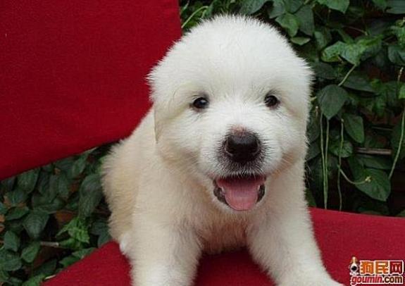 常见狗狗的名称大全，这下再也不用求人问名字啦！