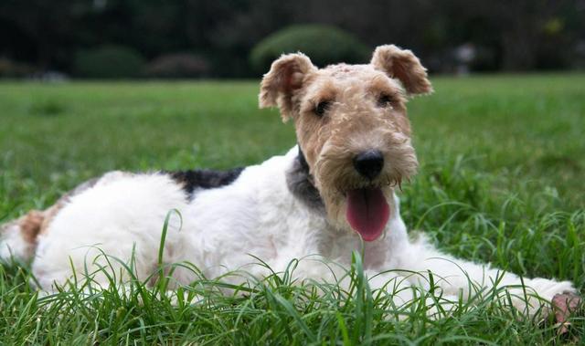 常见狗狗的名称大全，这下再也不用求人问名字啦！