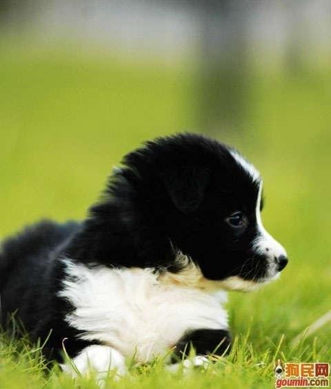 常见狗狗的名称大全，这下再也不用求人问名字啦！