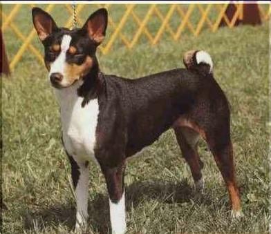 常见狗狗的名称大全，这下再也不用求人问名字啦！