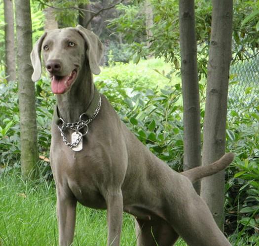 常见狗狗的名称大全，这下再也不用求人问名字啦！