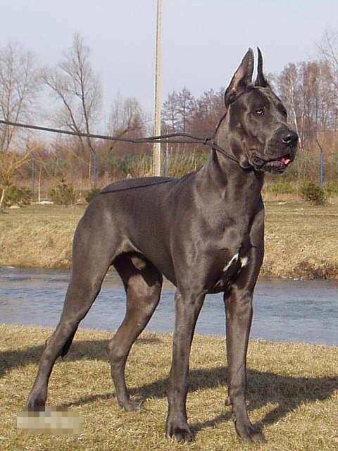 常见狗狗的名称大全，这下再也不用求人问名字啦！