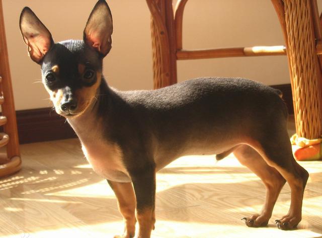 常见狗狗的名称大全，这下再也不用求人问名字啦！