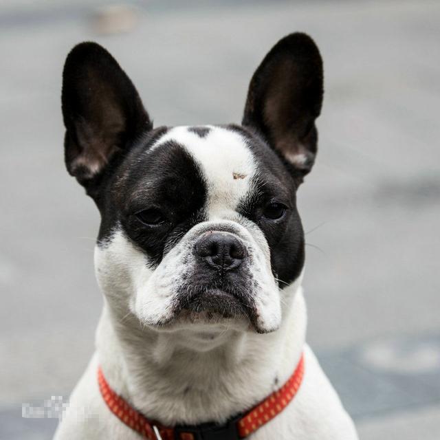 常见狗狗的名称大全，这下再也不用求人问名字啦！