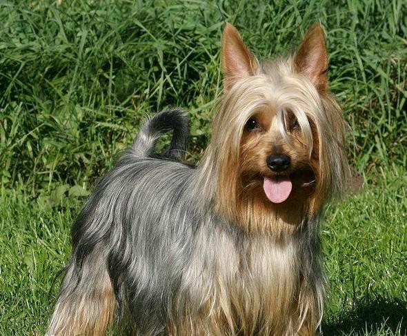 常见狗狗的名称大全，这下再也不用求人问名字啦！