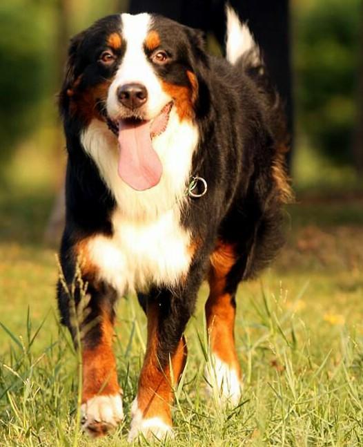 常见狗狗的名称大全，这下再也不用求人问名字啦！