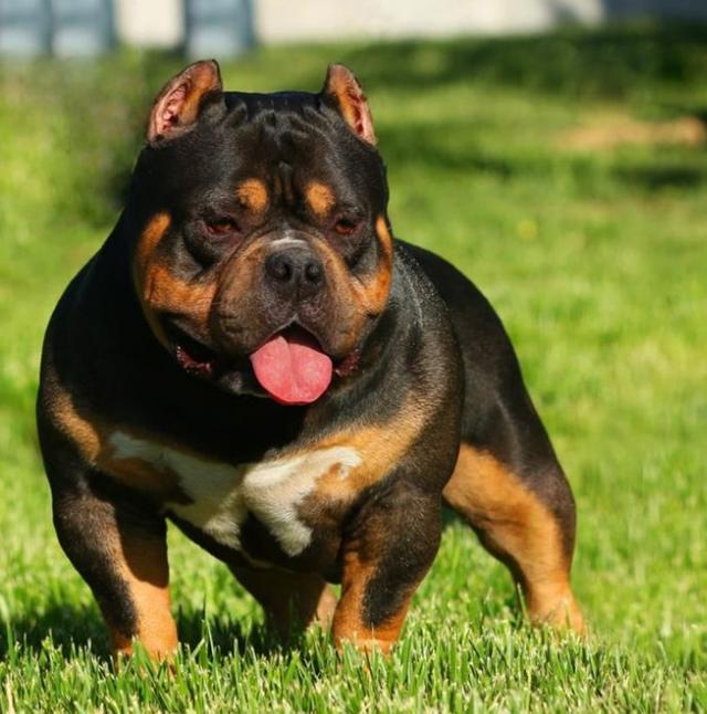 常见狗狗的名称大全，这下再也不用求人问名字啦！