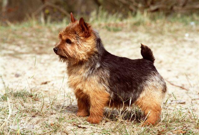 常见狗狗的名称大全，这下再也不用求人问名字啦！