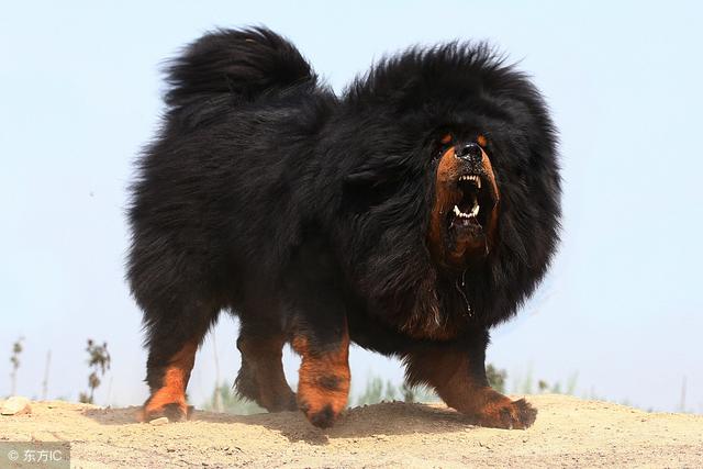 常见狗狗的名称大全，这下再也不用求人问名字啦！