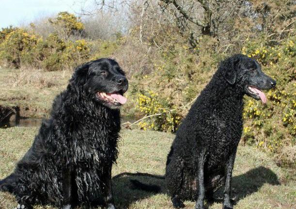 常见狗狗的名称大全，这下再也不用求人问名字啦！