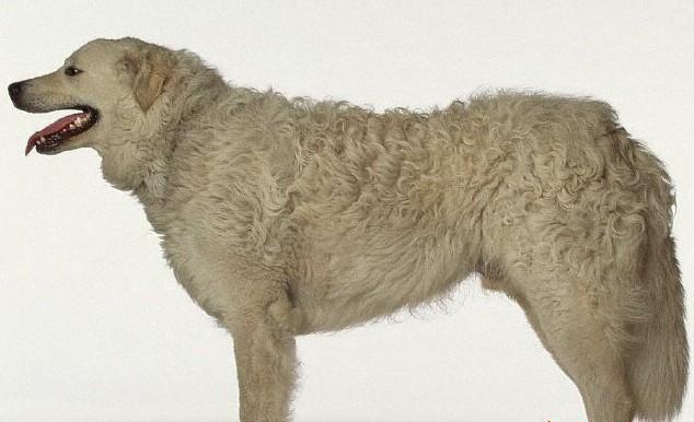 常见狗狗的名称大全，这下再也不用求人问名字啦！