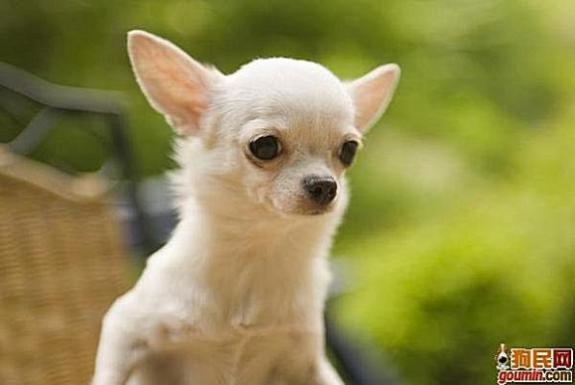 常见狗狗的名称大全，这下再也不用求人问名字啦！