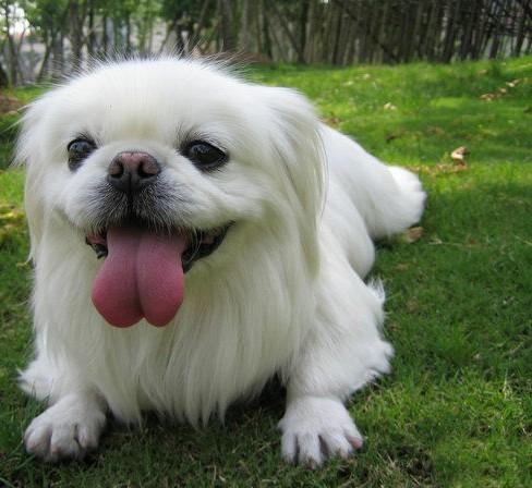 常见狗狗的名称大全，这下再也不用求人问名字啦！