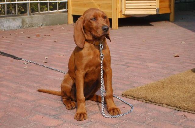 常见狗狗的名称大全，这下再也不用求人问名字啦！