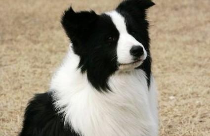 常见狗狗的名称大全，这下再也不用求人问名字啦！