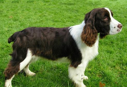 常见狗狗的名称大全，这下再也不用求人问名字啦！